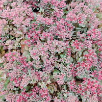 Sedum cauticola 'Coca-Cola'